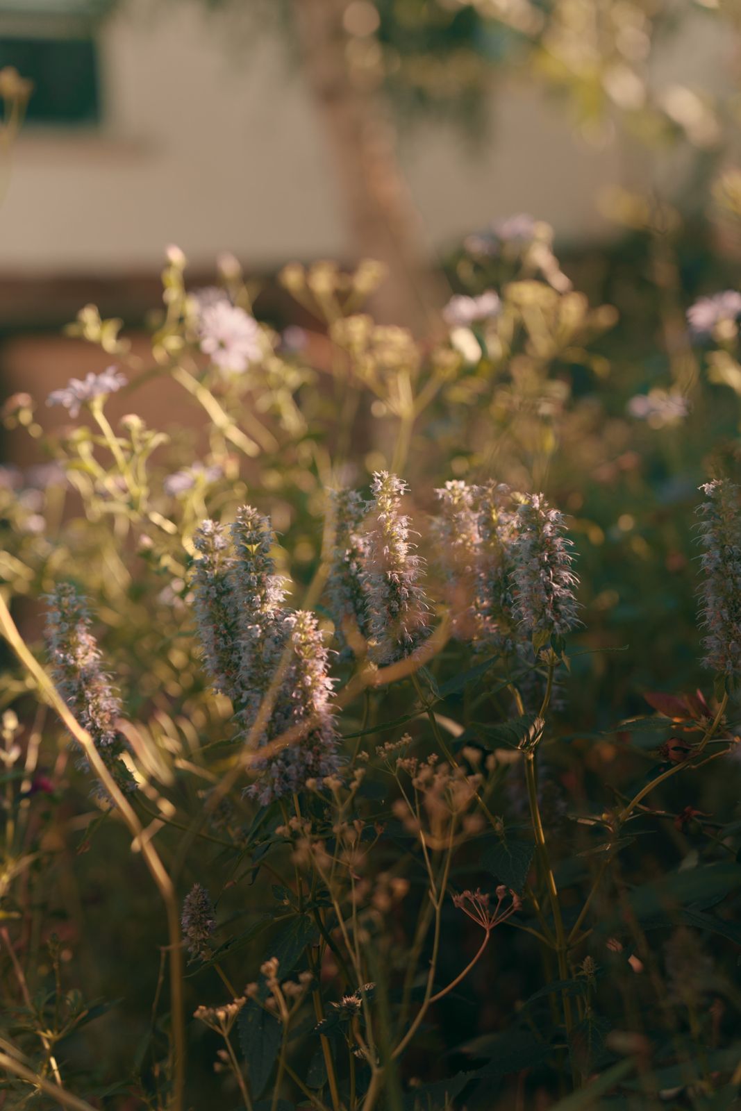 Agastache in low sun in front of a house