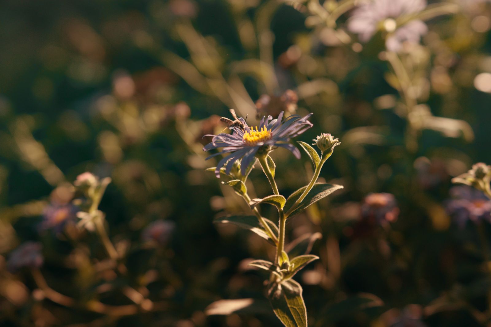 Hoverfly feeding on an aster