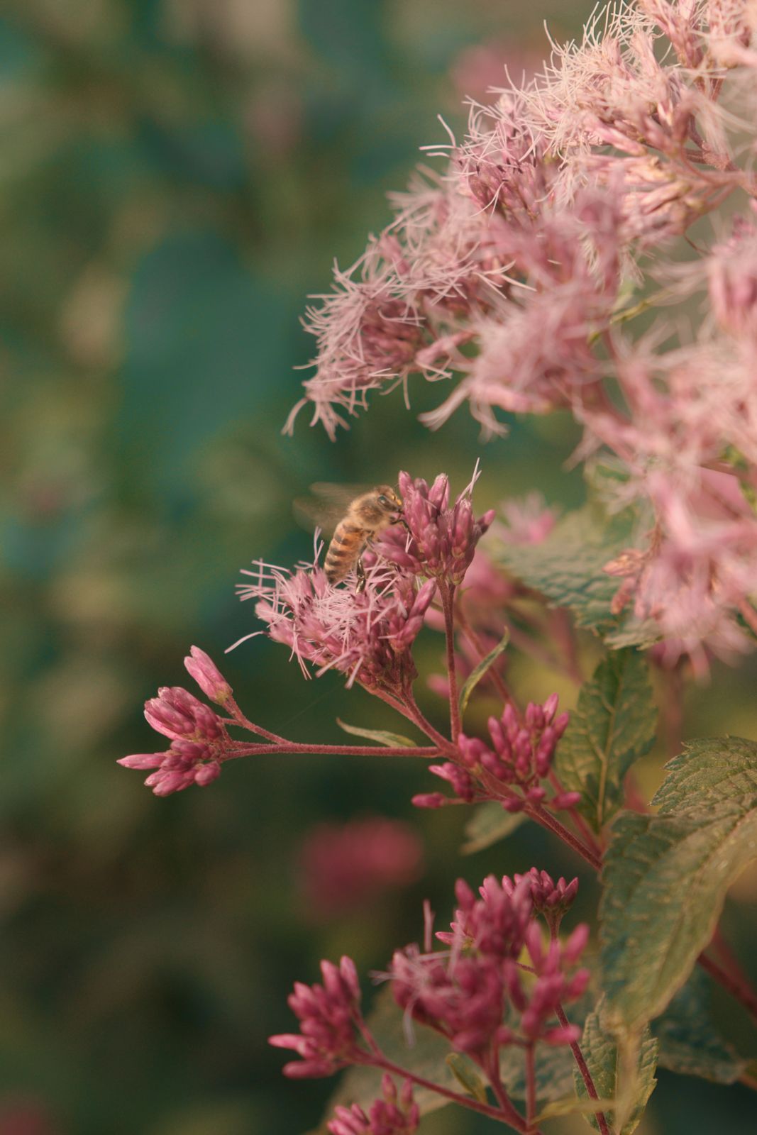 Bee feeding on eupatorium
