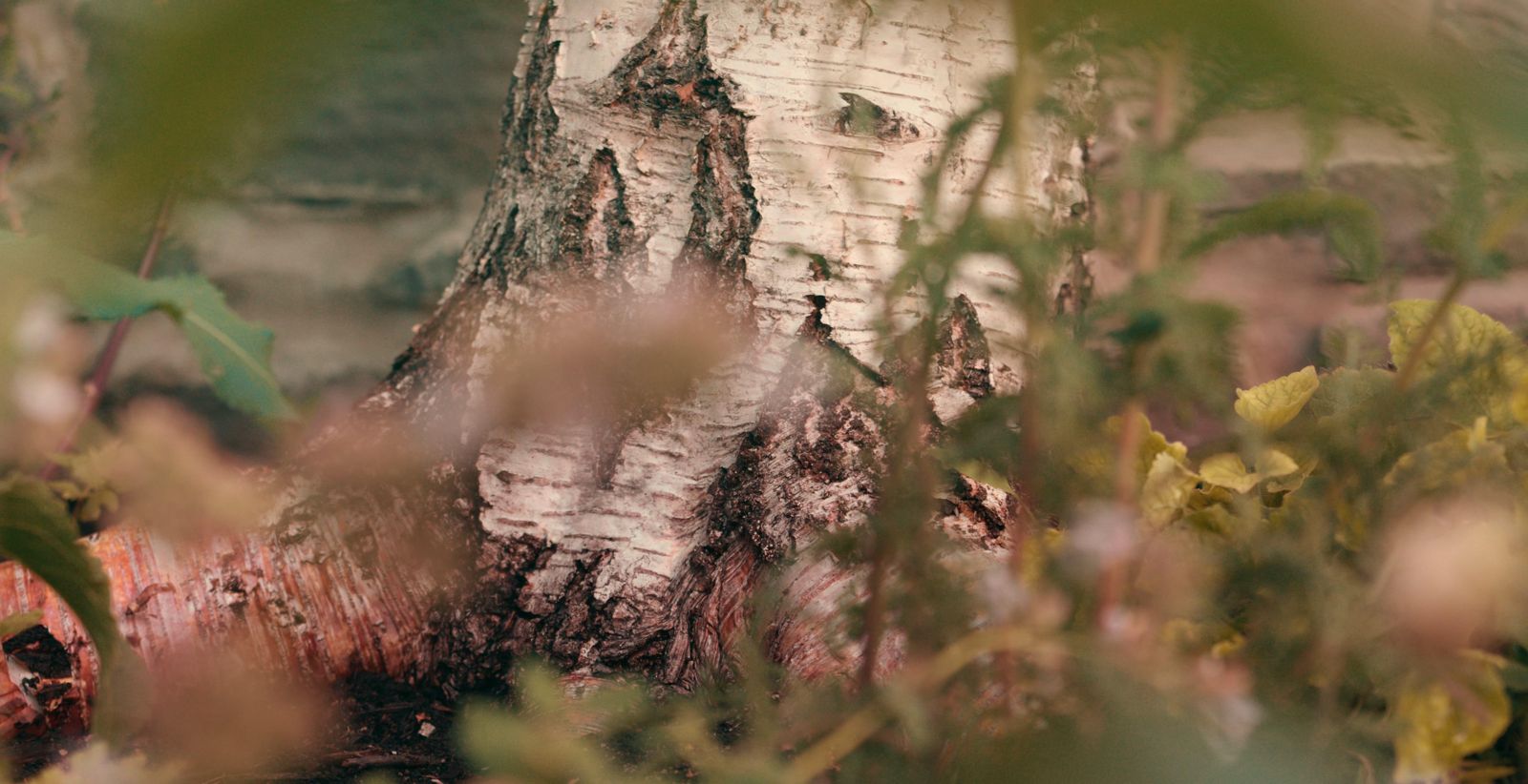 Birch trunk seen through planting