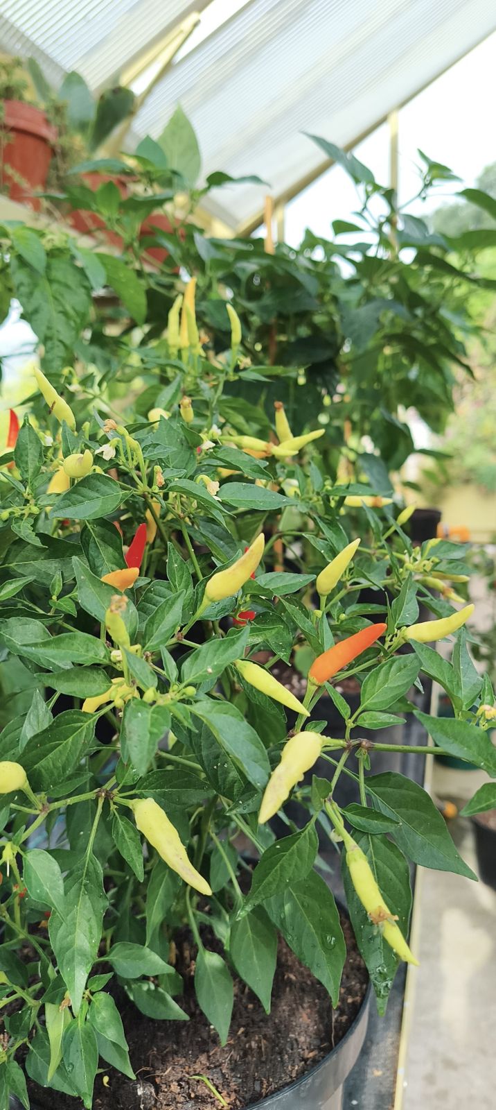 Chilli plants with ripening red and yellow fruit in a greenhouse