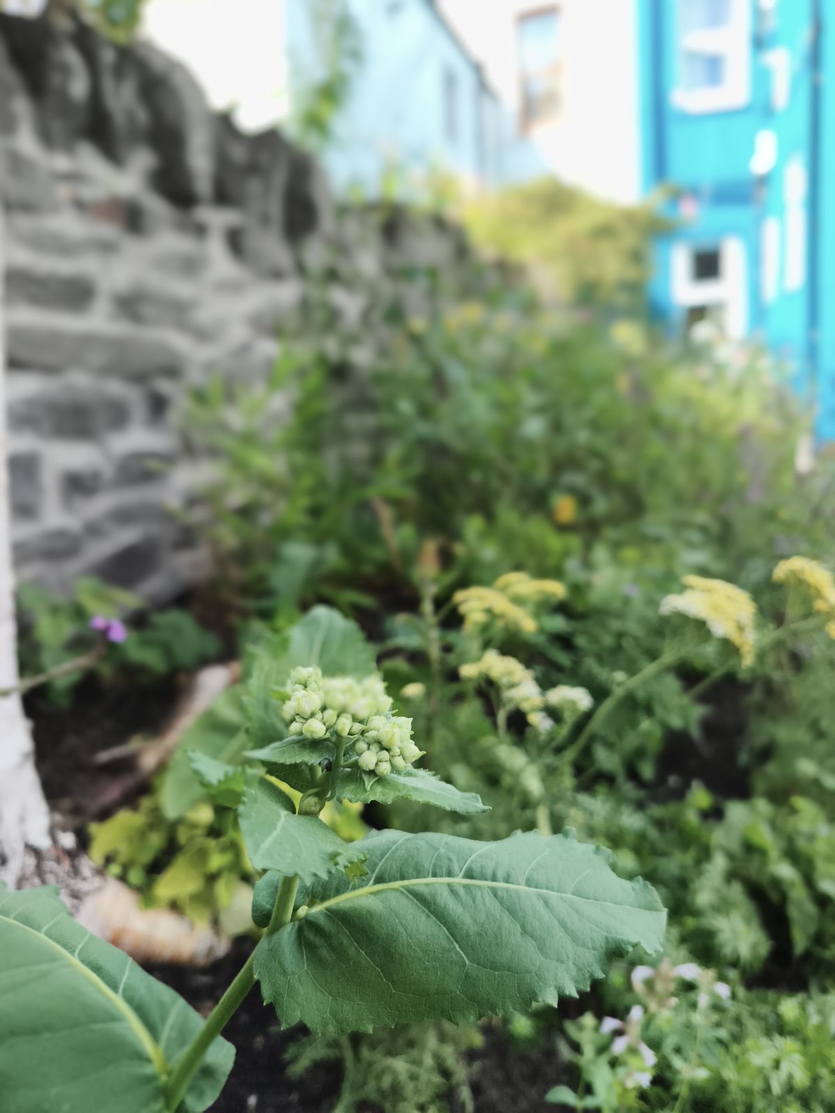 Crambe in bud with yellow achillea by a stone wall