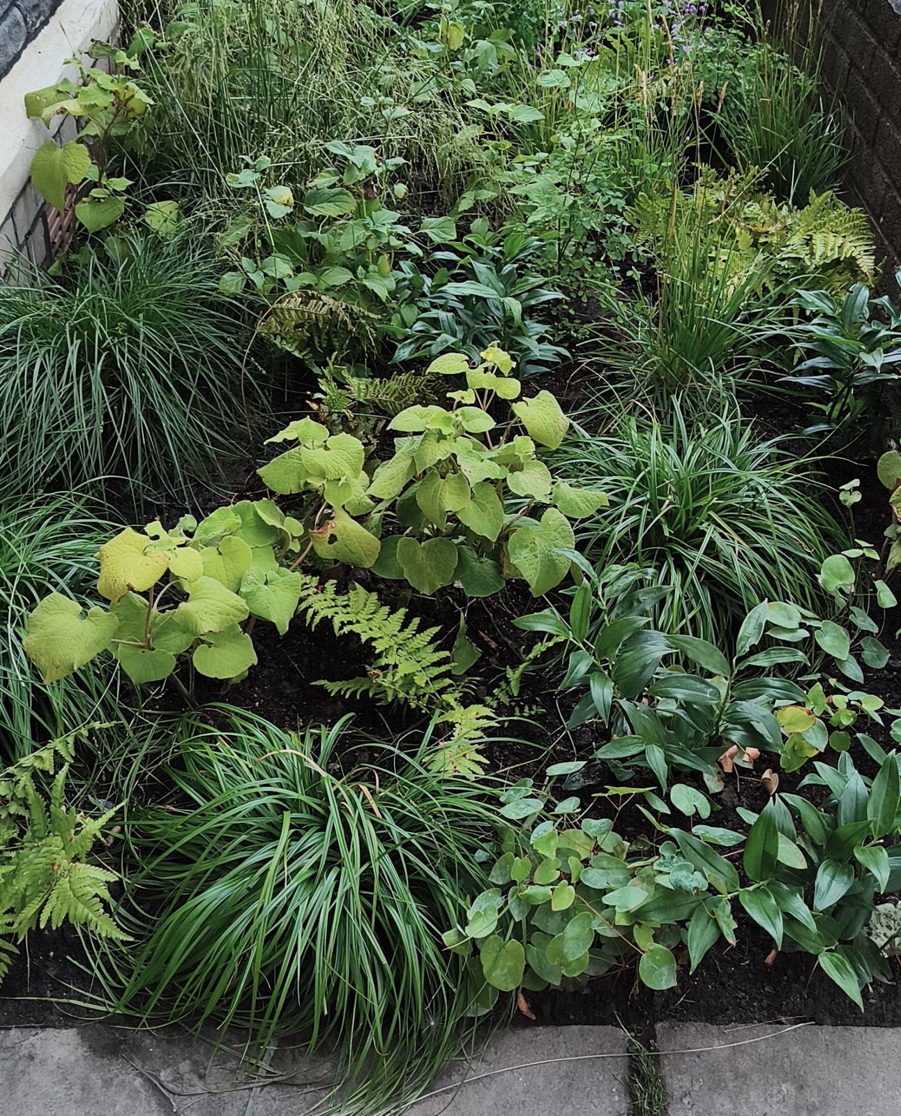 Densely layered shade planting of grasses, ferns and lime-green foliage