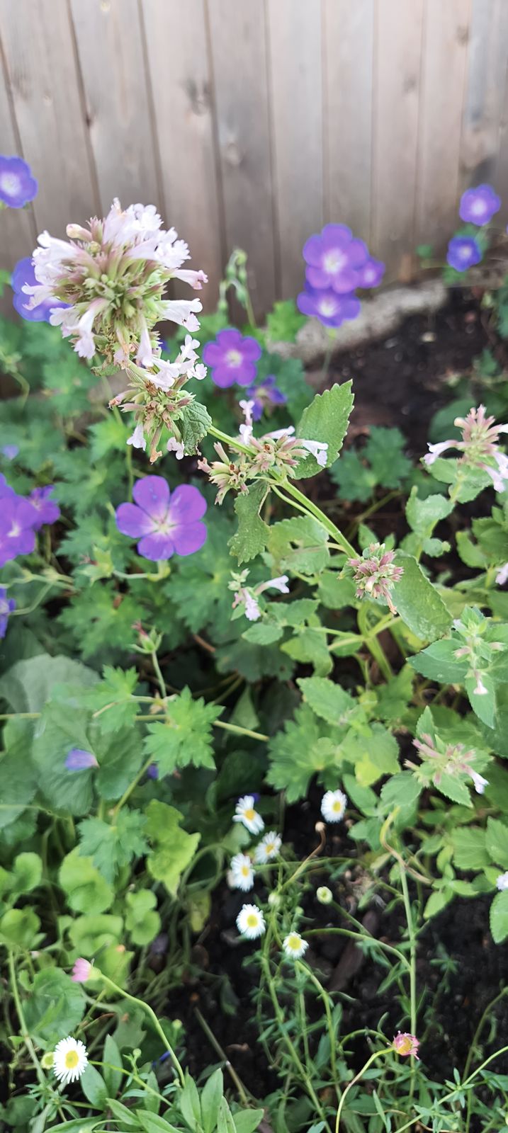 Geranium, agastache and erigeron daisies along a fence