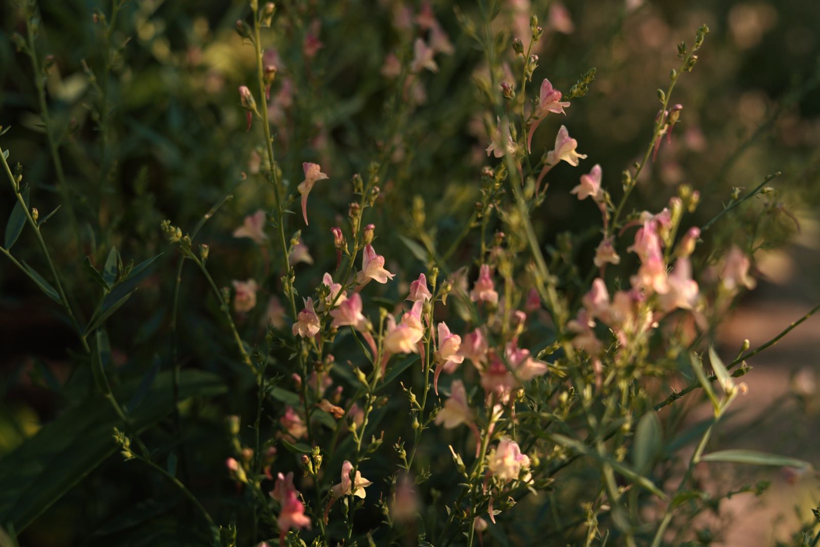 Linaria flowers in evening light