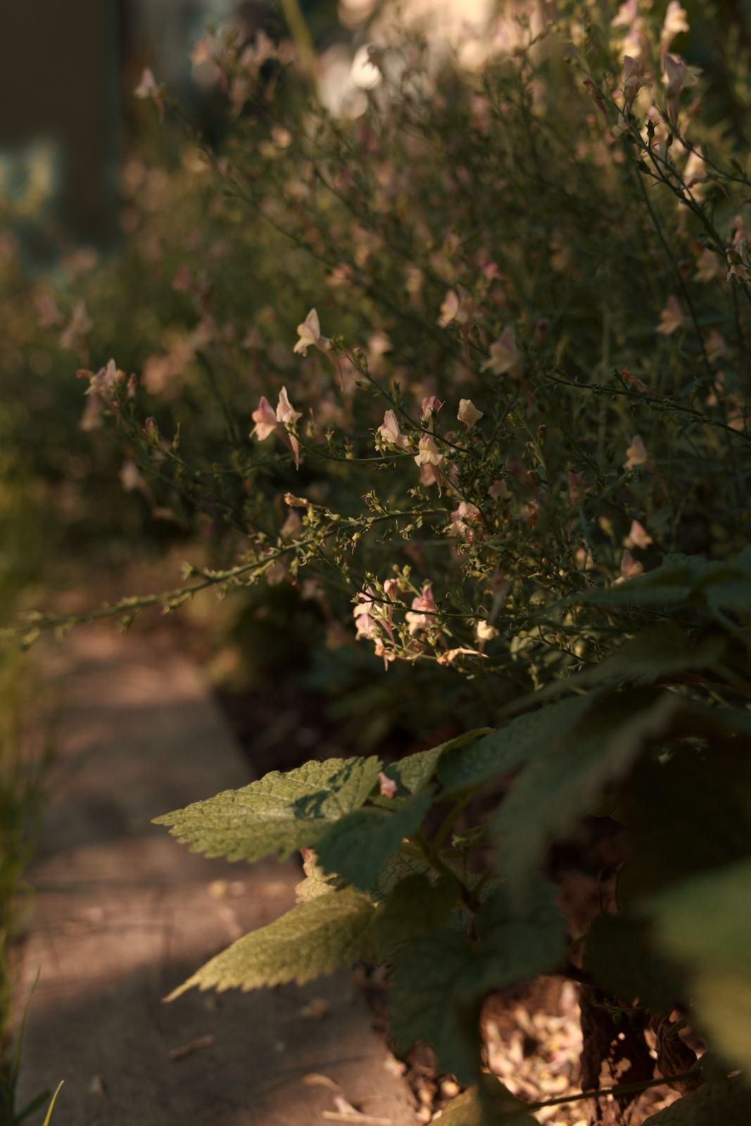 Linaria flowering along a path in evening light