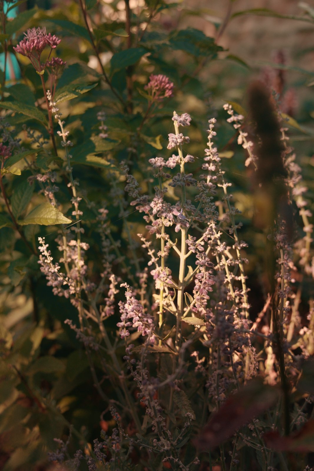 Perovskia and eupatorium in evening light