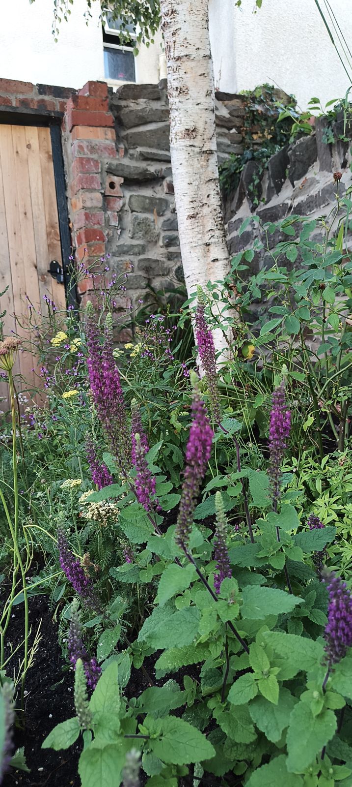 Salvia and yarrow beneath a birch beside a brick wall and wooden door