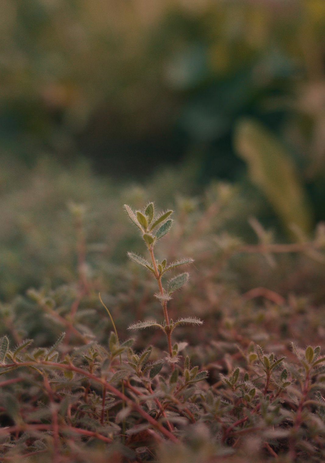 Thyme seedling among low groundcover