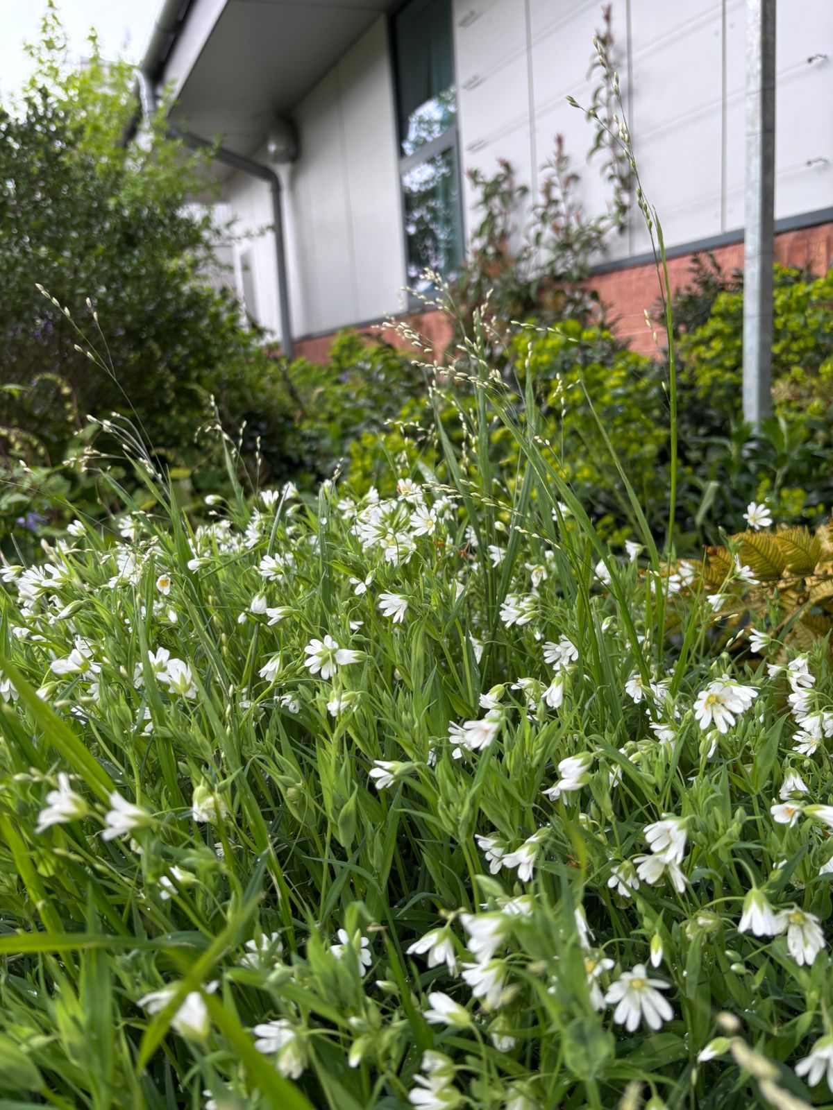 Drift of small white flowers in a naturalistic planting outside a building